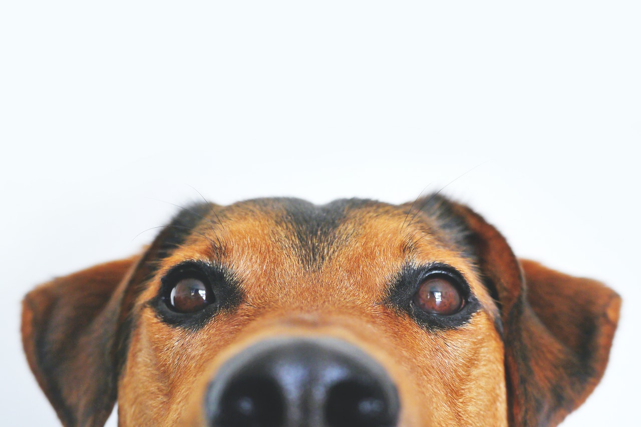 4 Fakten über das Sehvermögen von Hunden, die du wahrscheinlich nicht kennst