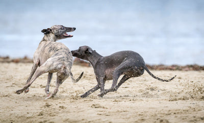 Die 10 schnellsten Hunderassen der Welt