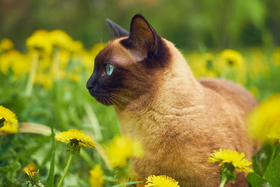 20 japanische Katzennamen für deinen Liebling und ihre Bedeutung