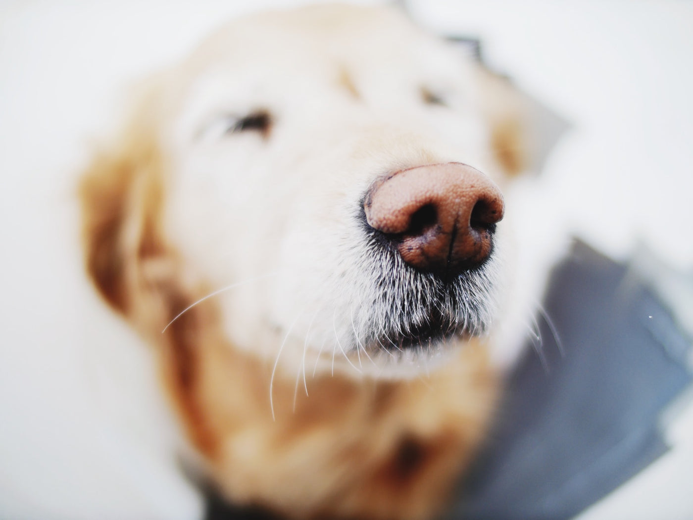 Wie die Nase deines Hundes funktioniert und wie du sie pflegst